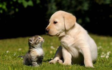 How to Help an Injured Stray Animal in Kolhapur