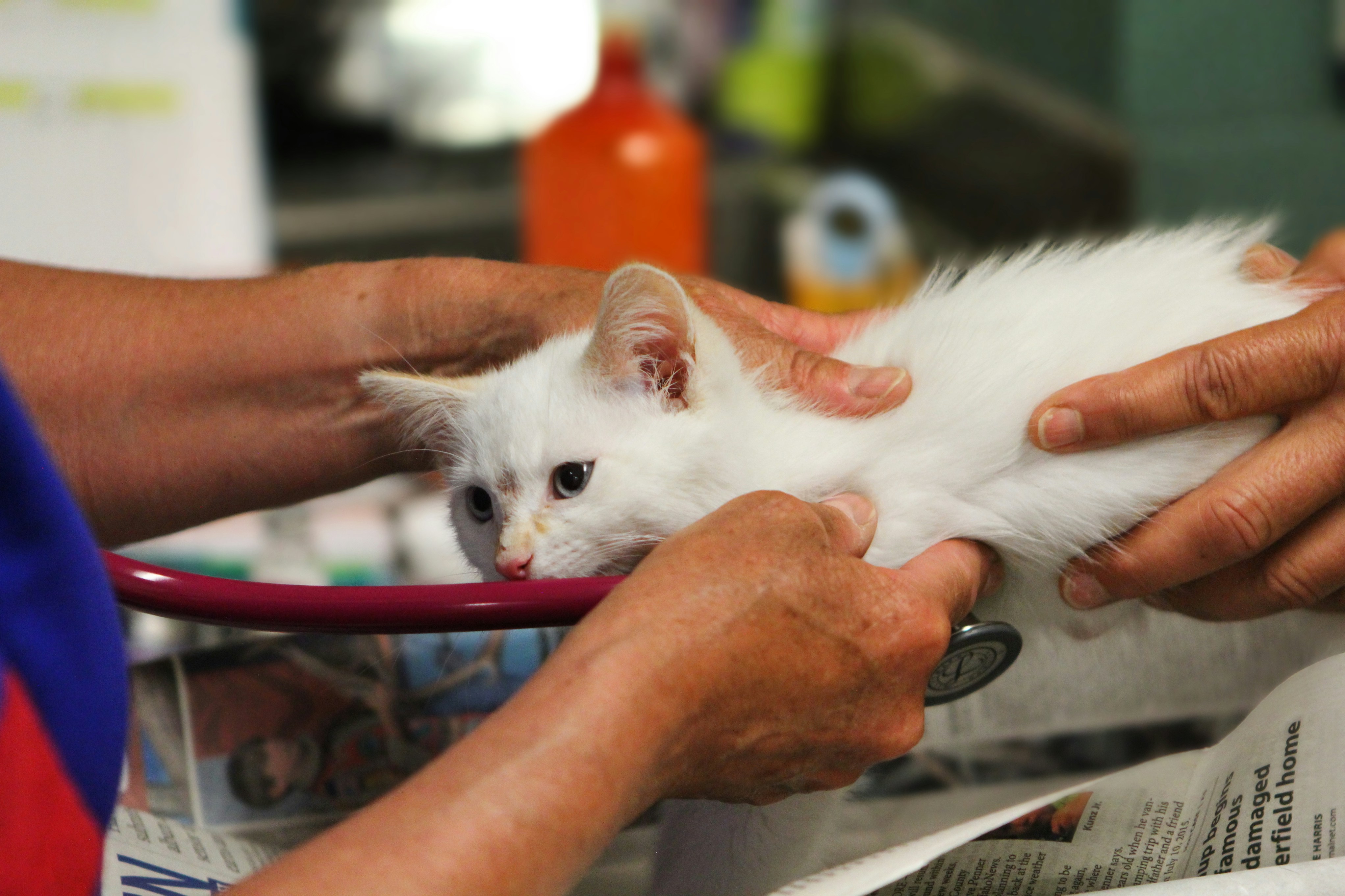 Animal Welfare Awareness in Kolhapur — How Communities Can Help